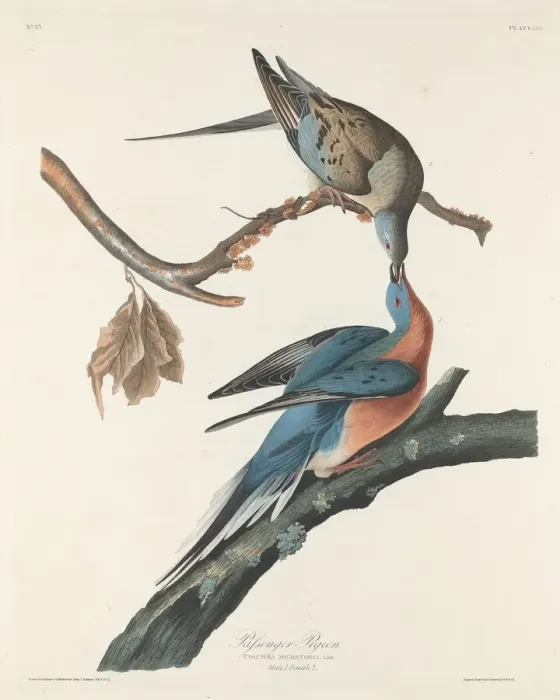 Framed Print : Passenger Pigeon, 1829. Creator: Robert Havell Framed Print : Passenger Pigeon, 1829. Creator: Robert Havell