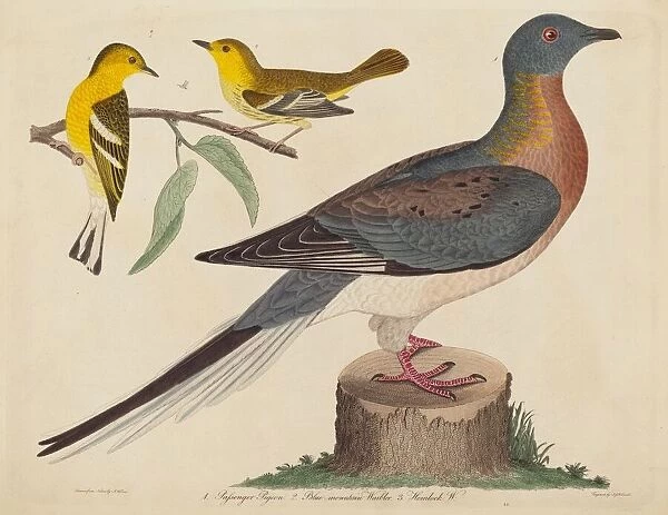 Passenger Pigeon, Blue-mountain Warbler, and Hemlock Warbler, published 1808-1814