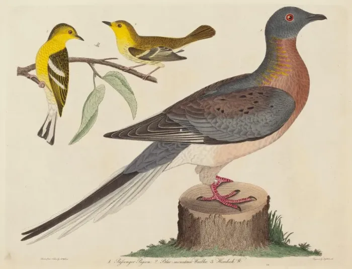 Framed Print : Passenger Pigeon, Blue-mountain Warbler, and Hemlock Warbler, published 1808-1814 Framed Print : Passenger Pigeon, Blue-mountain Warbler, and Hemlock Warbler, published 1808-1814