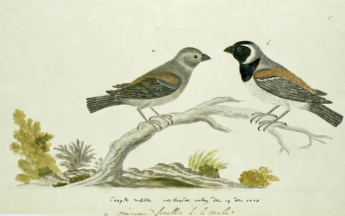 Framed Print : Passer melanurus (Cape sparrow or mossie), 1778. Creator: Robert Jacob Gordon Framed Print : Passer melanurus (Cape sparrow or mossie), 1778. Creator: Robert Jacob Gordon