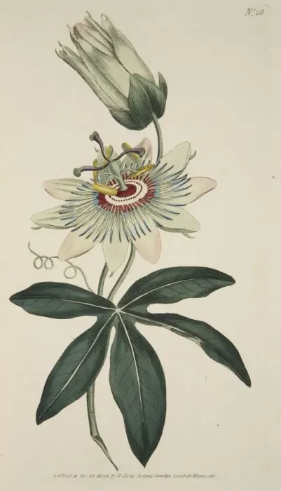 Framed Print : Passiflora Coerulea (Common Passion Flower), pub. 1786 (hand coloured engraving) Framed Print : Passiflora Coerulea (Common Passion Flower), pub. 1786 (hand coloured engraving)