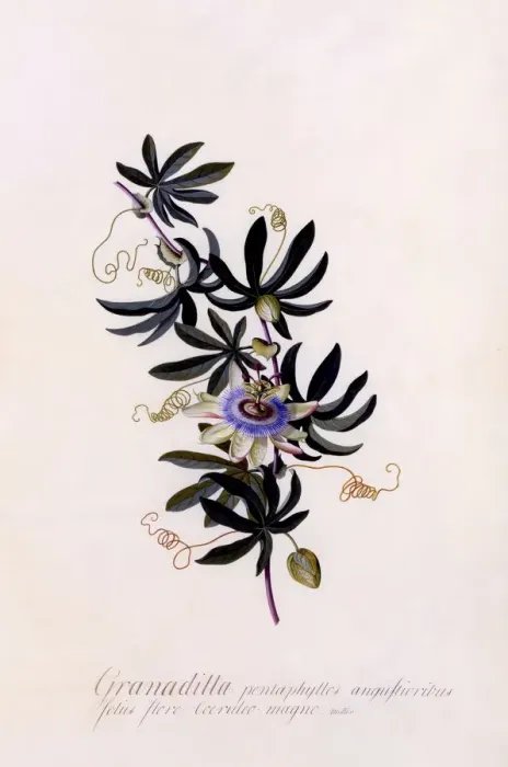 Framed Print : Passiflora Granadilla, c. 1745 (hand coloured engraving) Framed Print : Passiflora Granadilla, c. 1745 (hand coloured engraving)