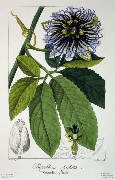 Framed Print : Passiflora pedata or Passion Flower, pub. 1836. Creator: Panacre Bessa (1772-1846) Framed Print : Passiflora pedata or Passion Flower, pub. 1836. Creator: Panacre Bessa (1772-1846)