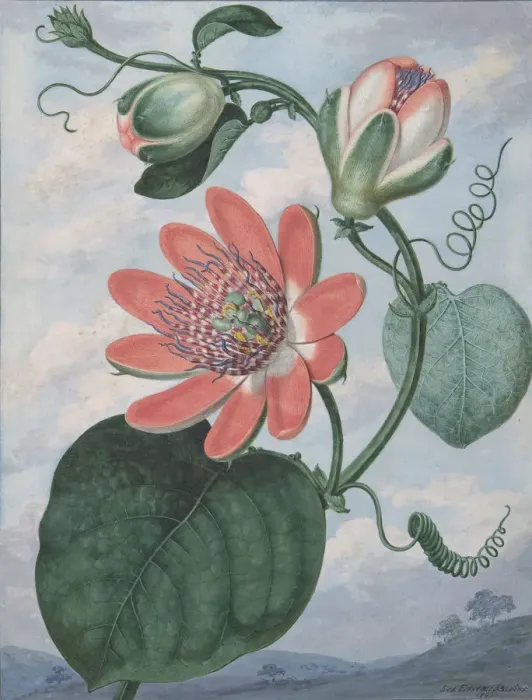 Framed Print : Passion Flower, 1799. Creator: Sydenham Teast Edwards Framed Print : Passion Flower, 1799. Creator: Sydenham Teast Edwards