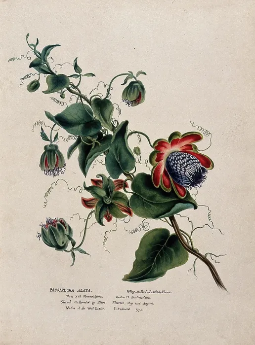 Framed Print : Passion flower (Passiflora alata): flowering stem, (c1850?). Creator: Unknown