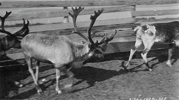 Pastolik reindeer herd in corral, between c1900 and c1930. Creator: Unknown