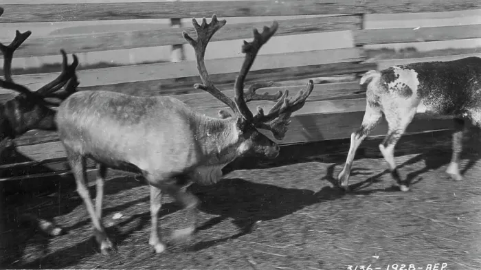 Framed Print : Pastolik reindeer herd in corral, between c1900 and c1930. Creator: Unknown Framed Print : Pastolik reindeer herd in corral, between c1900 and c1930. Creator: Unknown