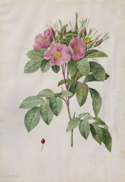 Framed Print : Pasture Rose (Rosa Carolina Corymbosa), 1817-1824. Creator: Henry Joseph Redoute (French Framed Print : Pasture Rose (Rosa Carolina Corymbosa), 1817-1824. Creator: Henry Joseph Redoute (French