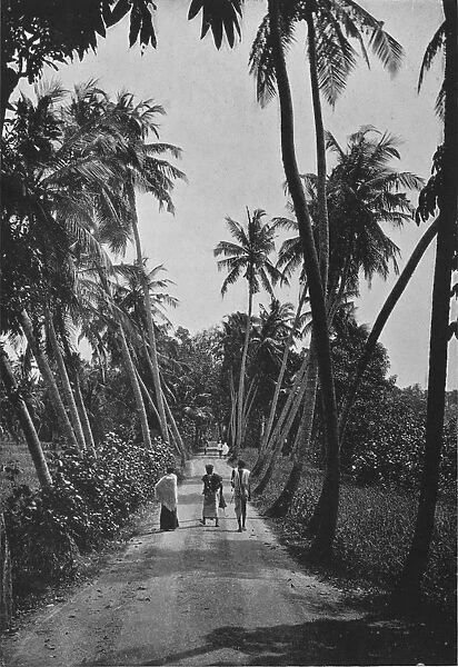 A Path Through Paddy Fields, c1890, (1910). Artist: Alfred William Amandus Plate