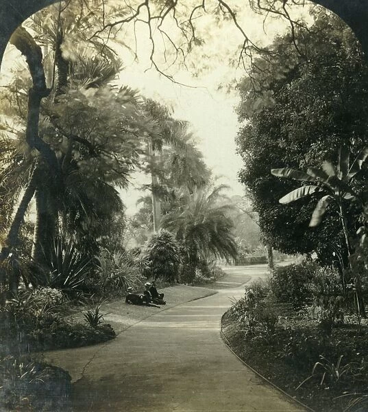 Pathway in the Queens Park, Brisbane, Australia, c1909. Creator: George Rose