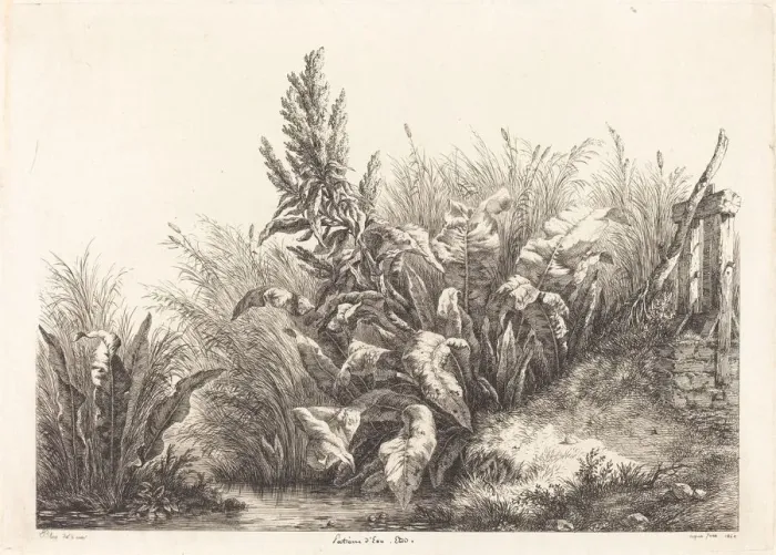 Framed Print : Patience d eau, etude (Study of a Patience-Dock), 1840. Creator: Eugene Blery Framed Print : Patience d eau, etude (Study of a Patience-Dock), 1840. Creator: Eugene Blery