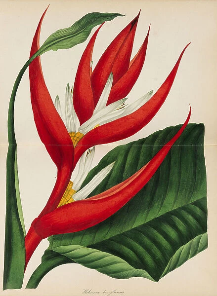 Paxtons Magazine of Botany, 1841. Creator: Paxton, Sir Joseph (1803-1865)
