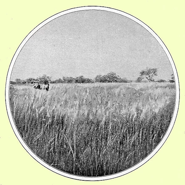 'Paysage d'hivernage, type de savane; hautes herbes et bouquets de bois; L'Ouest Africain, 1914. Creator: Thomas