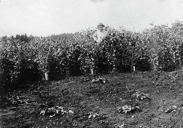 Pea crop near Sitka, between c1900 and c1930. Creator: Unknown