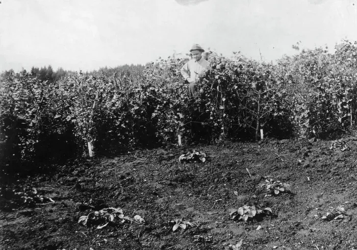 Framed Print : Pea crop near Sitka, between c1900 and c1930. Creator: Unknown