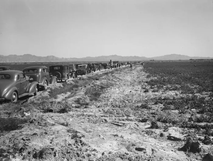 Framed Print : Pea field during harvest on Sinclair Ranch, near Calipatria, Imperial Valley, California, 1939. Creator: Dorothea Lange Framed Print : Pea field during harvest on Sinclair Ranch, near Calipatria, Imperial Valley, California, 1939. Creator: Dorothea Lange