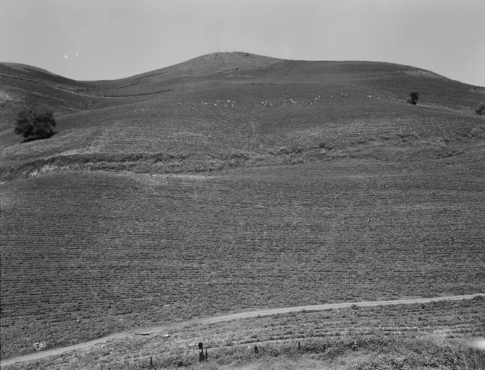 Framed Print : The pea fields of the California coast, 1937. Creator: Dorothea Lange Framed Print : The pea fields of the California coast, 1937. Creator: Dorothea Lange