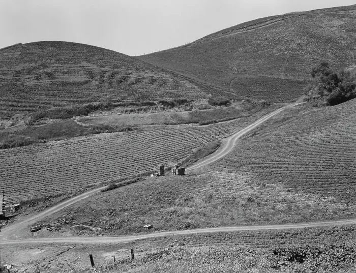 Framed Print : The pea fields of the California coast, 1937. Creator: Dorothea Lange Framed Print : The pea fields of the California coast, 1937. Creator: Dorothea Lange