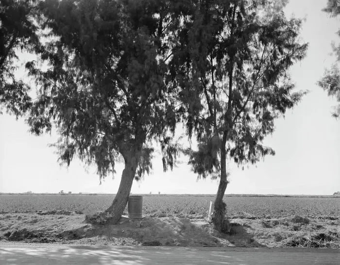 Framed Print : Pea fields of the Imperial Valley, California, 1937. Creator: Dorothea Lange Framed Print : Pea fields of the Imperial Valley, California, 1937. Creator: Dorothea Lange