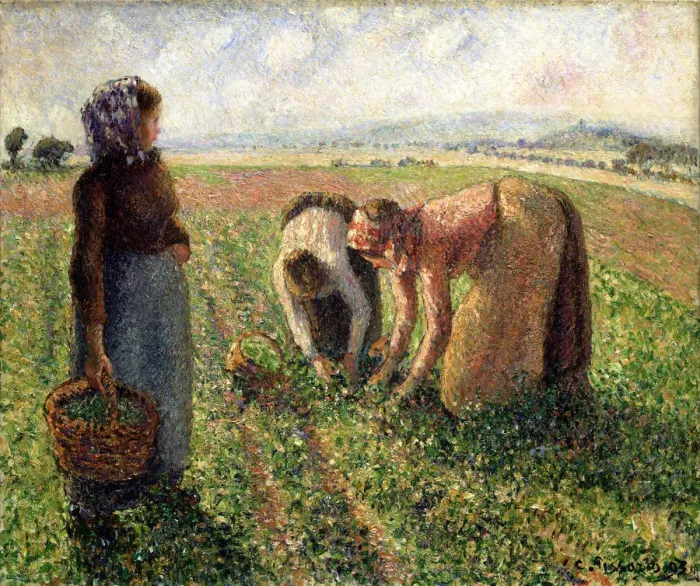 Framed Print : Pea Harvest, Eragny, 1893. Creator: Pissarro, Camille (1830-1903) Framed Print : Pea Harvest, Eragny, 1893. Creator: Pissarro, Camille (1830-1903)