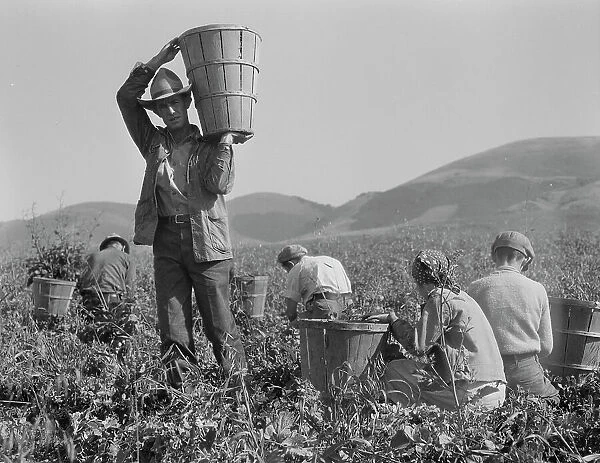 Pea harvest, family at work, Nipomo, California, 1937. Creator: Dorothea Lange