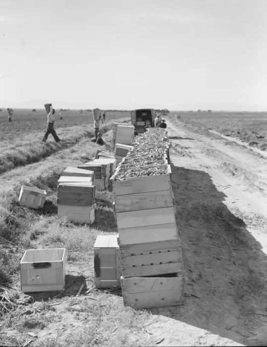 Framed Print : Pea harvest... industrialized agriculture on Sinclair Ranch, Imperial Valley, CA, 1939. Creator: Dorothea Lange Framed Print : Pea harvest... industrialized agriculture on Sinclair Ranch, Imperial Valley, CA, 1939. Creator: Dorothea Lange