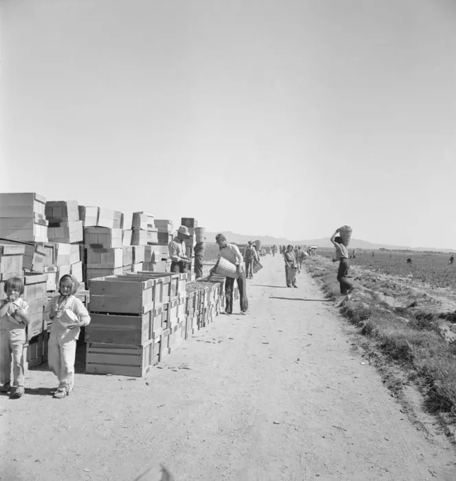 Framed Print : Pea harvest, Large-scale industrialized agriculture... Imperial Valley, CA, 1939. Creator: Dorothea Lange Framed Print : Pea harvest, Large-scale industrialized agriculture... Imperial Valley, CA, 1939. Creator: Dorothea Lange