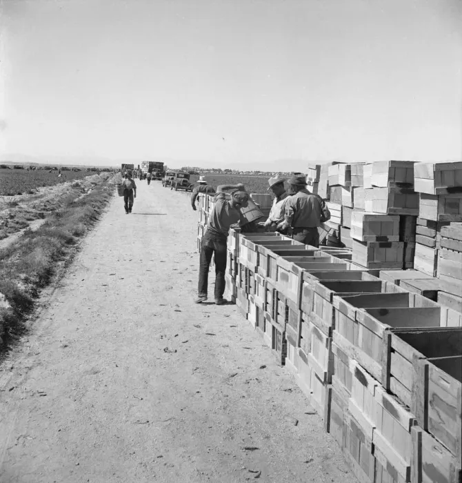 Framed Print : Pea harvest, Large-scale industrialized agriculture on Sinclair Ranch, Imperial Valley, CA, 1939. Creator: Dorothea Lange Framed Print : Pea harvest, Large-scale industrialized agriculture on Sinclair Ranch, Imperial Valley, CA, 1939. Creator: Dorothea Lange