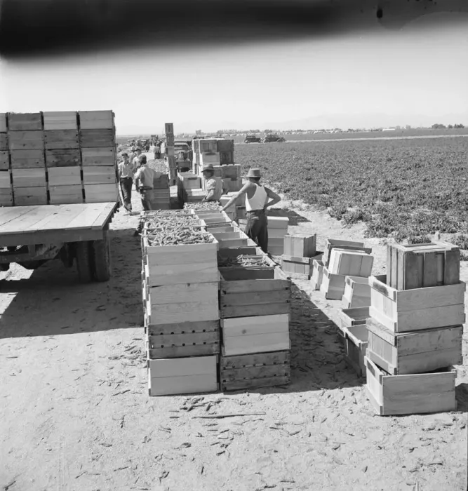 Framed Print : Pea harvest, Large-scale industrialized agriculture on Sinclair Ranch, Imperial Valley, CA, 1939. Creator: Dorothea Lange Framed Print : Pea harvest, Large-scale industrialized agriculture on Sinclair Ranch, Imperial Valley, CA, 1939. Creator: Dorothea Lange