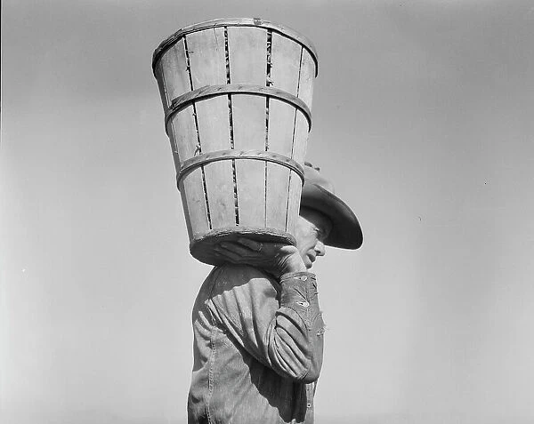 Pea picker carrying a hamper of peas to the weighmaster, Nipomo, California, 1937. Creator: Dorothea Lange