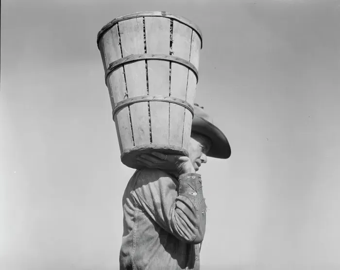 Framed Print : Pea picker carrying a hamper of peas to the weighmaster, Nipomo, California, 1937. Creator: Dorothea Lange Framed Print : Pea picker carrying a hamper of peas to the weighmaster, Nipomo, California, 1937. Creator: Dorothea Lange