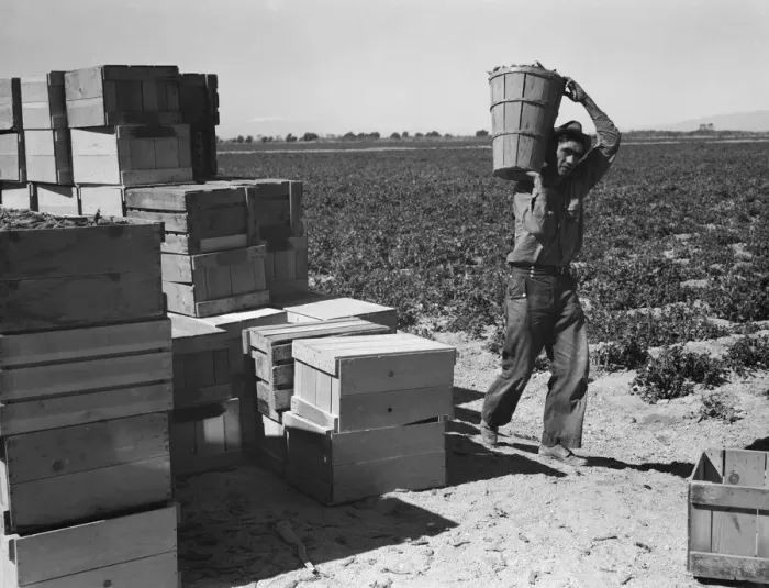 Framed Print : Pea picker, Imperial Valley, California, 1939. Creator: Dorothea Lange Framed Print : Pea picker, Imperial Valley, California, 1939. Creator: Dorothea Lange
