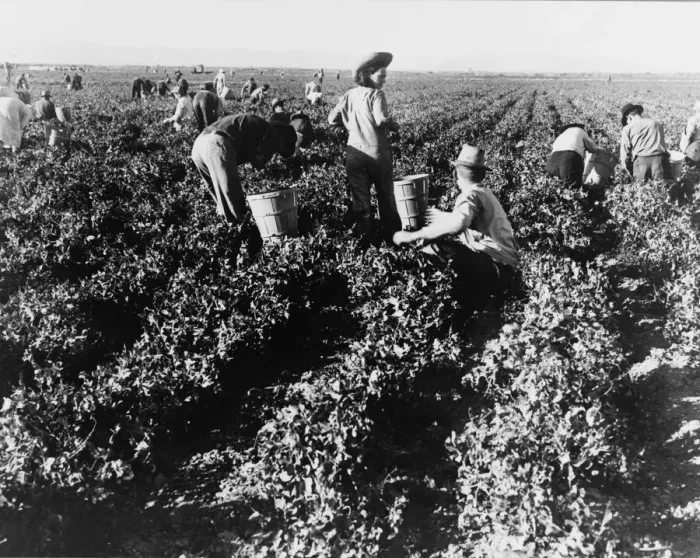 Framed Print : Pea pickers, California, 1939. Creator: Dorothea Lange Framed Print : Pea pickers, California, 1939. Creator: Dorothea Lange