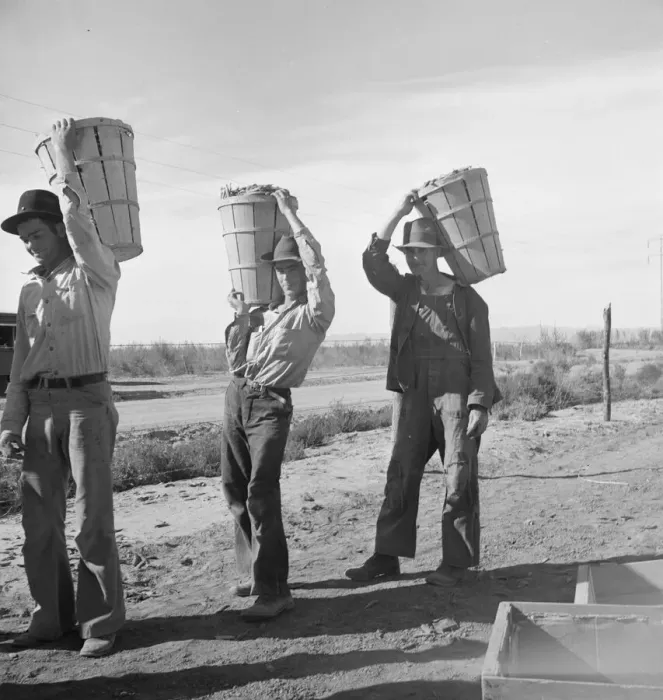 Framed Print : Pea pickers coming in from field to the weigh master, Imperial Valley, California, 1939. Creator: Dorothea Lange Framed Print : Pea pickers coming in from field to the weigh master, Imperial Valley, California, 1939. Creator: Dorothea Lange