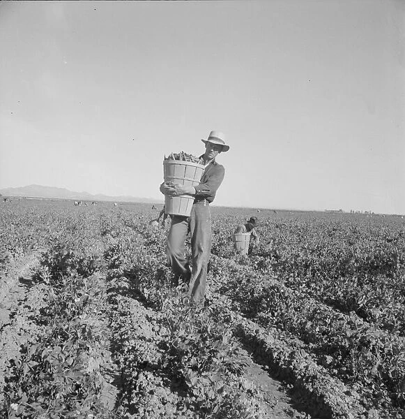 Pea pickers coming into weigh master, Sinclair Ranch, near Calipatria, California, 1939. Creator: Dorothea Lange