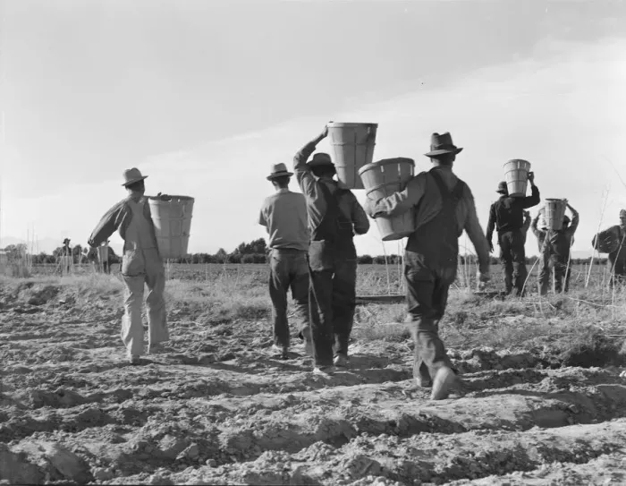 Framed Print : Pea pickers, end of the day, near Calipatria, California, 1939. Creator: Dorothea Lange Framed Print : Pea pickers, end of the day, near Calipatria, California, 1939. Creator: Dorothea Lange