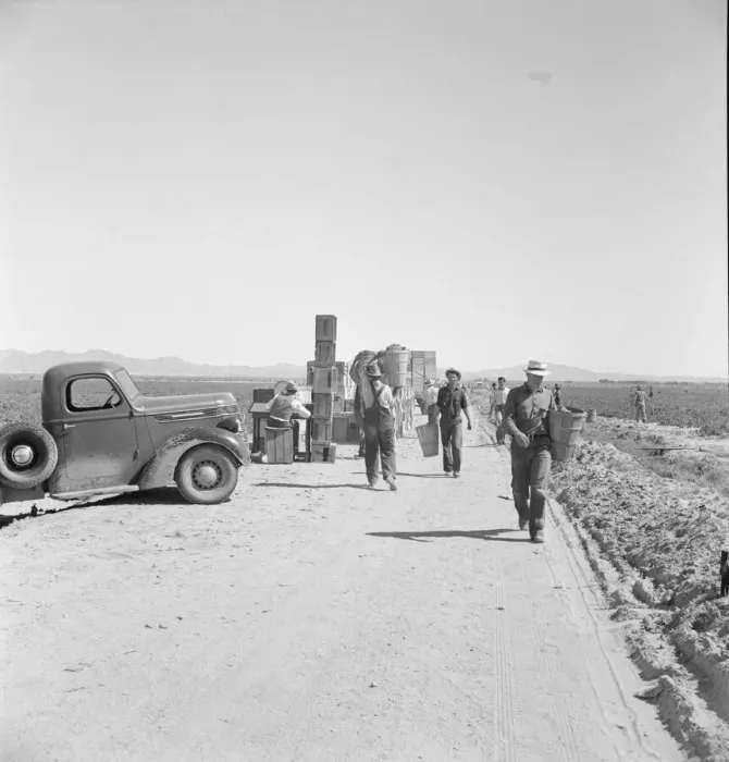 Framed Print : Five hundred pea pickers in field of large-scale Sinclair... Near Calipatria, CA, 1939. Creator: Dorothea Lange Framed Print : Five hundred pea pickers in field of large-scale Sinclair... Near Calipatria, CA, 1939. Creator: Dorothea Lange