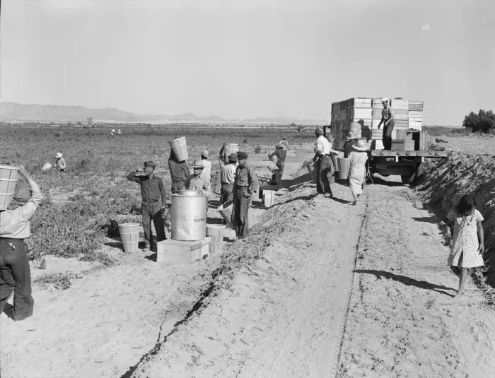 Framed Print : Five hundred pea pickers in field of large-scale Sinclair Ranch, Near Calipatria, California, 1939. Creator: Dorothea Lange Framed Print : Five hundred pea pickers in field of large-scale Sinclair Ranch, Near Calipatria, California, 1939. Creator: Dorothea Lange