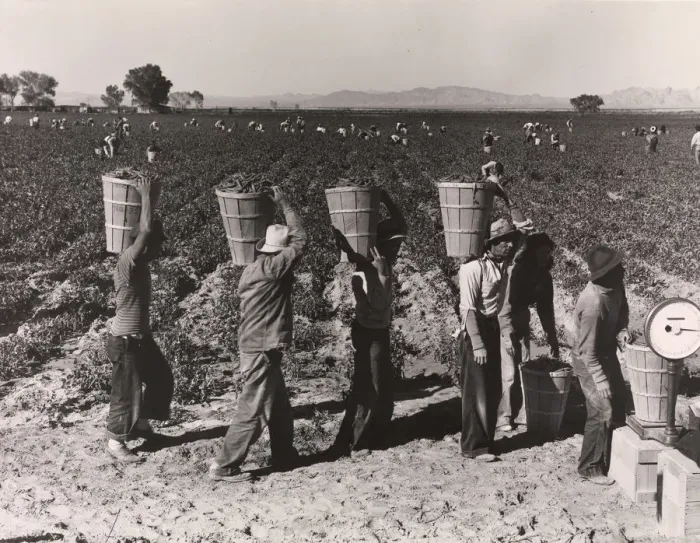 Framed Print : Pea Pickers Line Up on Edge of Field at Weigh Scale, near Calipatria, Im Framed Print : Pea Pickers Line Up on Edge of Field at Weigh Scale, near Calipatria, Im