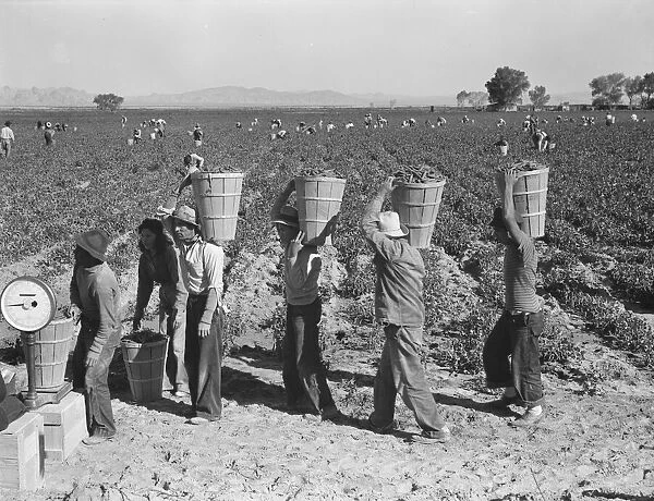 Pea pickers line up on edge of field at weigh scale, near Calipatria, Imperial County, CA, 1939. Creator: Dorothea Lange