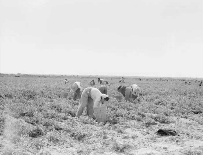 Framed Print : Pea pickers near Calipatria, California, 1939. Creator: Dorothea Lange Framed Print : Pea pickers near Calipatria, California, 1939. Creator: Dorothea Lange