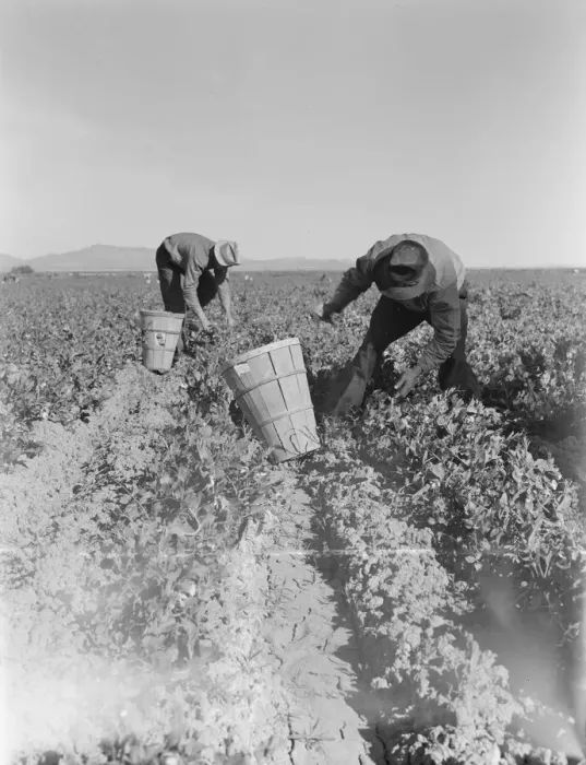 Framed Print : Pea pickers near Calipatria, California, 1939. Creator: Dorothea Lange Framed Print : Pea pickers near Calipatria, California, 1939. Creator: Dorothea Lange