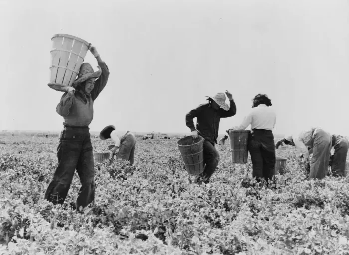 Framed Print : Pea pickers near Calipatria, California, 1939. Creator: Dorothea Lange Framed Print : Pea pickers near Calipatria, California, 1939. Creator: Dorothea Lange
