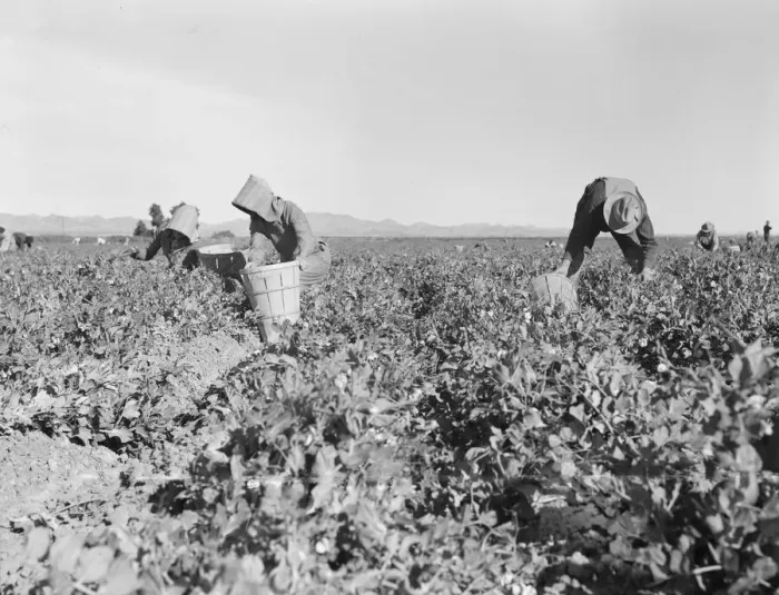 Framed Print : Pea pickers near Calipatria, California, 1939. Creator: Dorothea Lange Framed Print : Pea pickers near Calipatria, California, 1939. Creator: Dorothea Lange