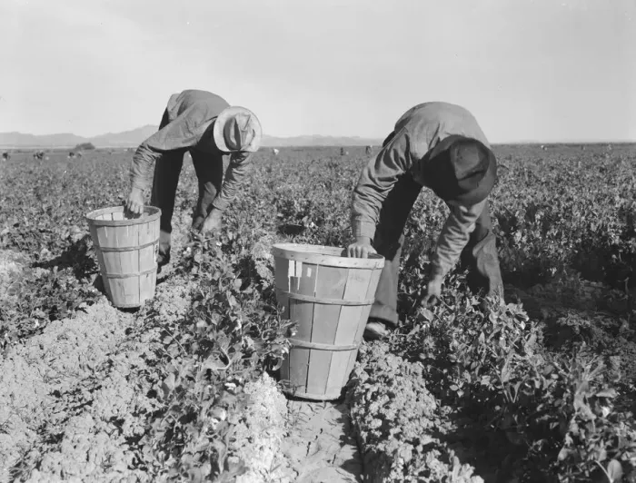 Framed Print : Pea pickers, near Niland, Imperial County, California, 1939. Creator: Dorothea Lange