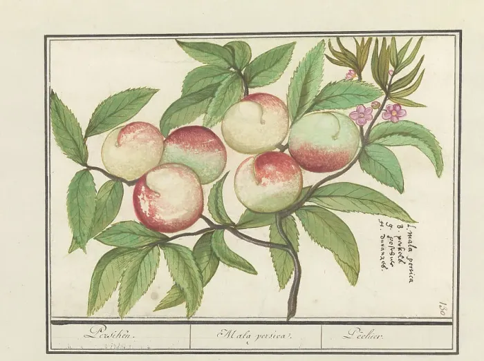 Framed Print : Peach, 1596-1610. Creators: Anselmus de Boodt, Elias Verhulst