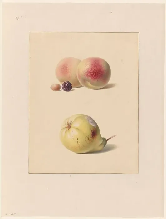 Framed Print : Peach, blackberry and hazelnut and a pear, 1835. Creator: Hendrik Reekers Framed Print : Peach, blackberry and hazelnut and a pear, 1835. Creator: Hendrik Reekers