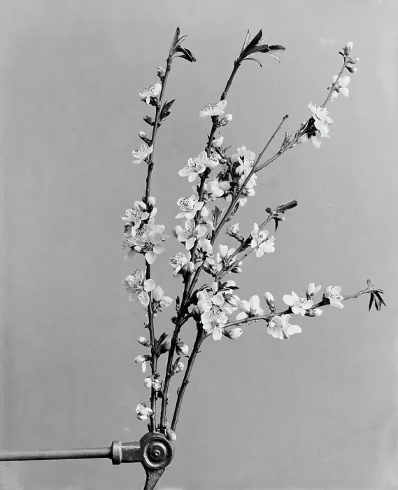 Framed Print : Peach blossoms, between 1900 and 1905. Creator: Unknown Framed Print : Peach blossoms, between 1900 and 1905. Creator: Unknown