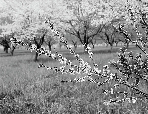 Peach blossoms, between 1900 and 1905. Creator: Unknown