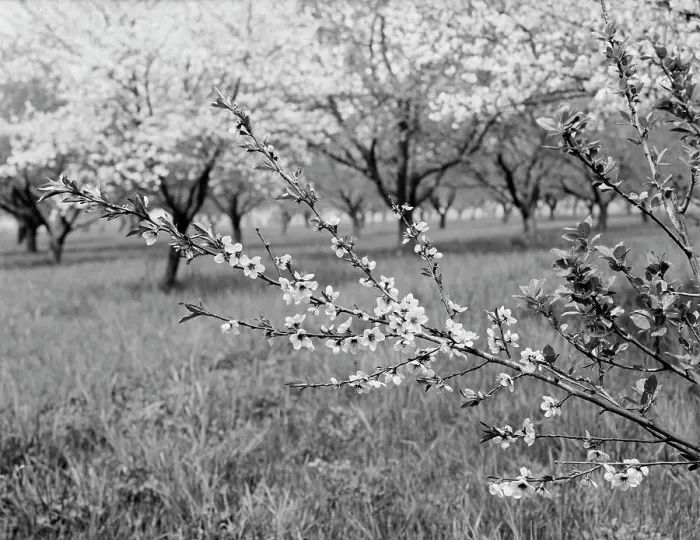 Framed Print : Peach blossoms, between 1900 and 1905. Creator: Unknown Framed Print : Peach blossoms, between 1900 and 1905. Creator: Unknown
